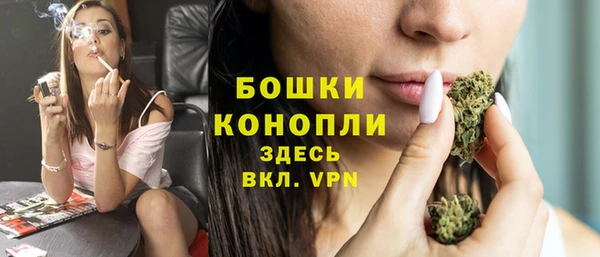 сатива Новокубанск